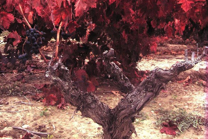rioja-wine-tour-2-wineries-from-bilbao
