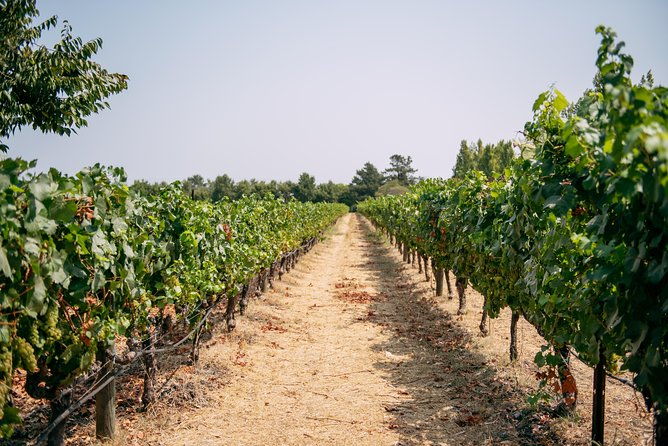 san-francisco-super-saver-muir-woods-wine-country-w-optional-gourmet-lunch