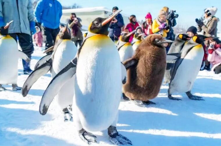 sapporo-asahiyama-zoo-shirahige-falls-biei-pond-day-tour