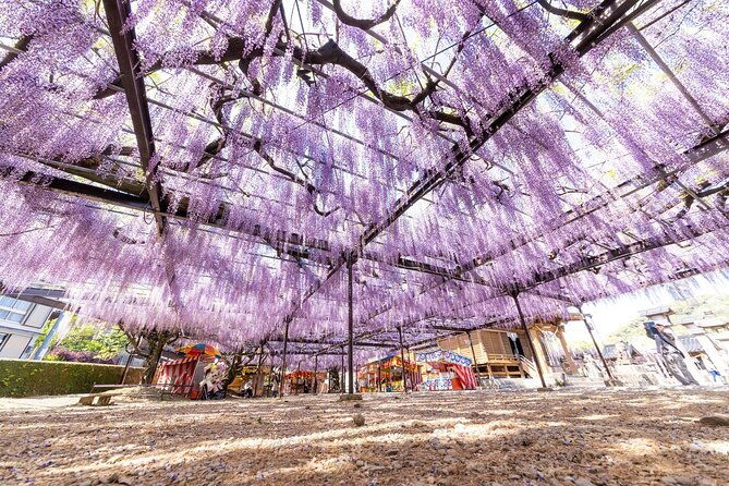 scenic-tour-of-kuroki-and-nakayama-wisteria-in-fukuoka-yokabus