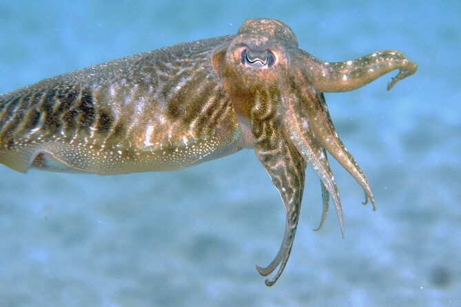 scuba-diving-in-lanzarote-for-certified-divers-only