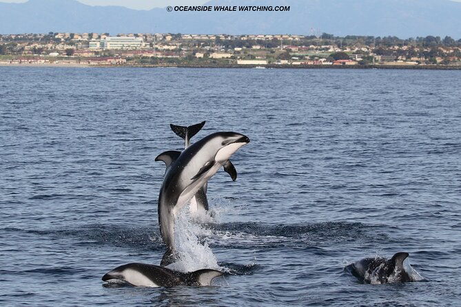 shared-two-hour-whale-watching-tour-from-oceanside