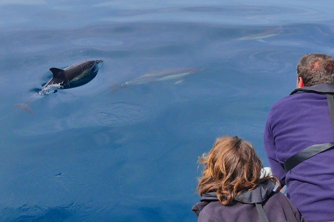 small-group-dolphin-and-wildlife-watching-tour-in-faro