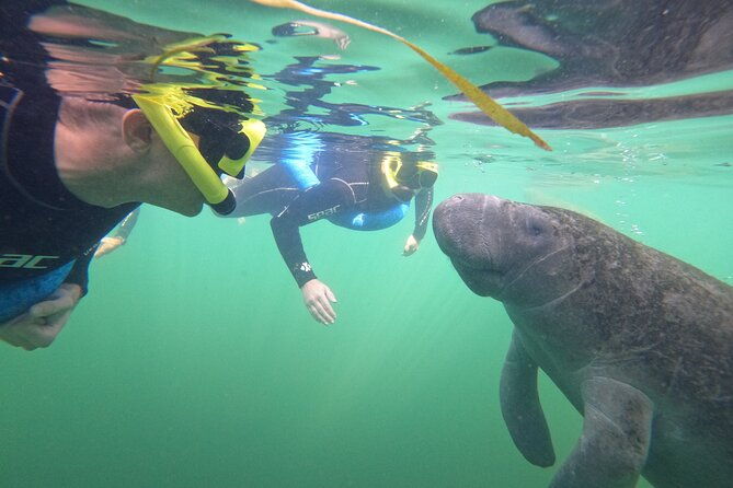 small-group-manatee-swim-tour-with-in-water-guide