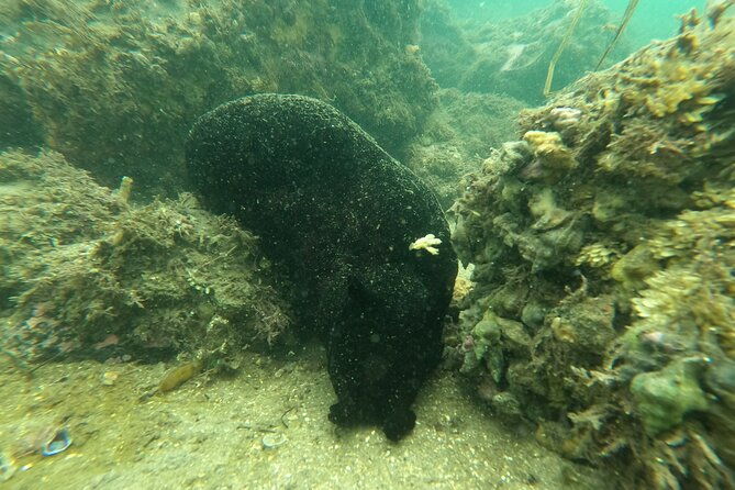 snorkel-san-diegos-mission-bay-with-a-marine-biologist