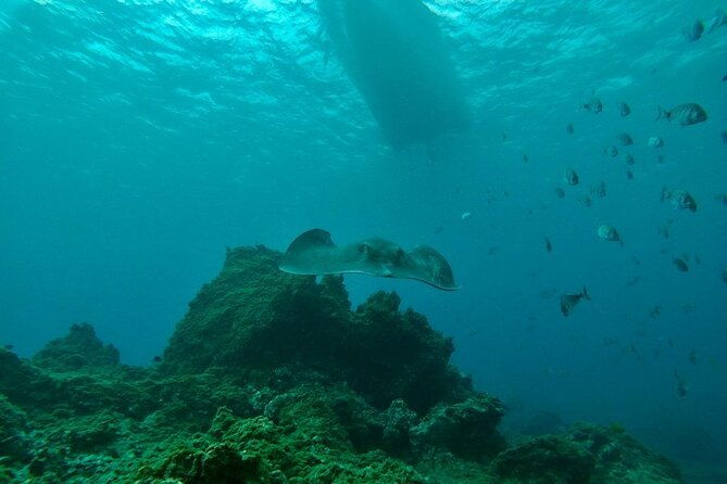 snorkeling-excursion-in-the-rays-and-turtles-zone