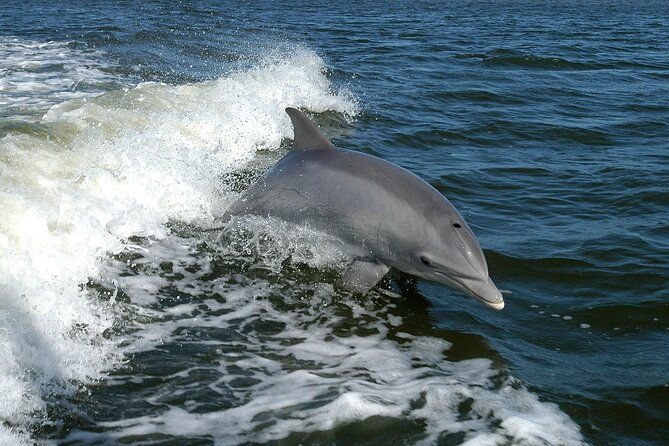 sunset-dolphin-watching-boat-tour-from-vrsar