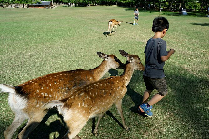 taste-of-nara-a-guided-half-day-food-tour-tailored-to-your-taste