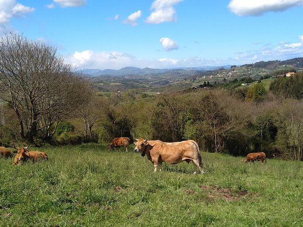taste-of-the-camino-de-santiago