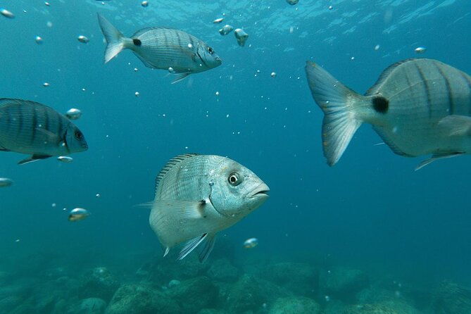 tenerife-guided-kayak-tour-with-snorkeling-in-a-marine-reserve