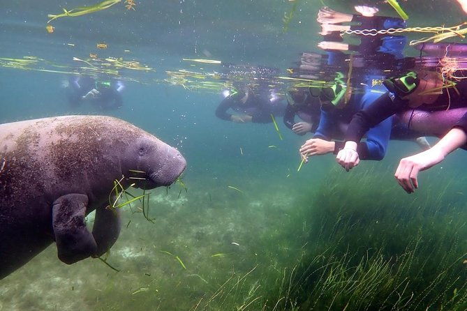 the-og-manatee-snorkel-tour-with-in-water-guide-photographer