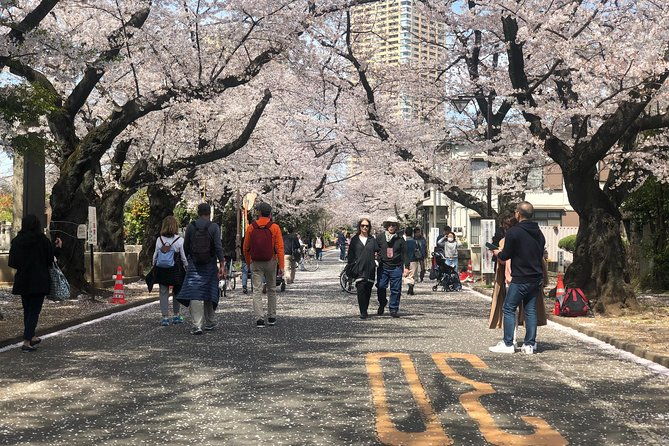 tokyo-spring-daytime-cherry-blossom-food-tour