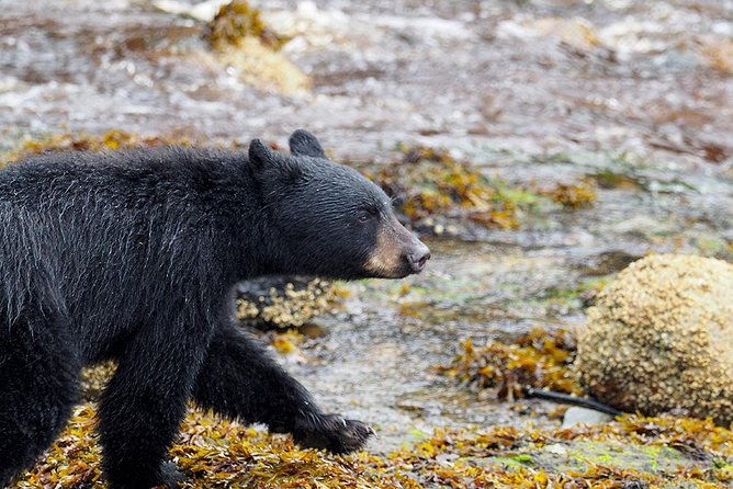 traitors-cove-bear-viewing