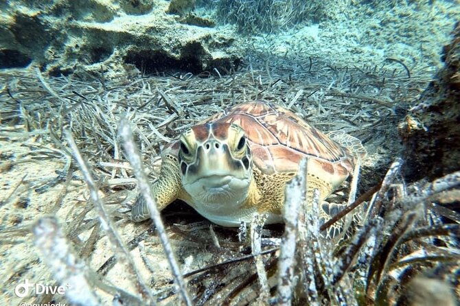 try-a-scuba-diving-experience