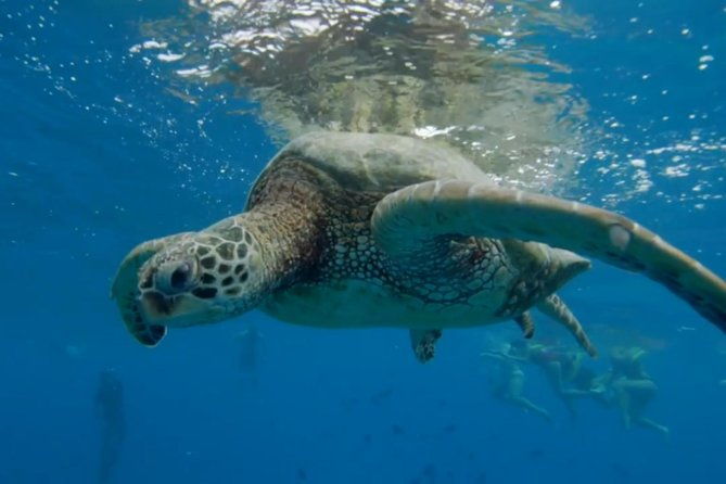 turtle-snorkeling-boat-tour-and-adventure-in-waikiki