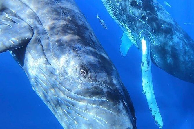 ultimate-whale-watch-2-hour-lahaina-raft-style