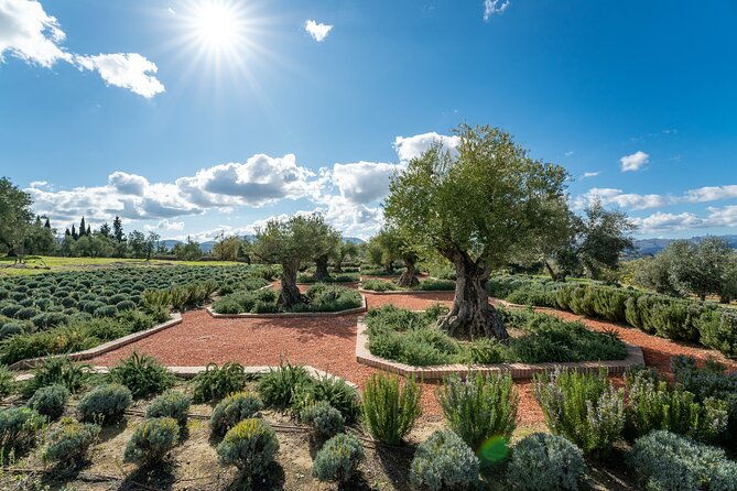 visit-oil-mill-museum-and-olive-oil-tasting-in-ronda