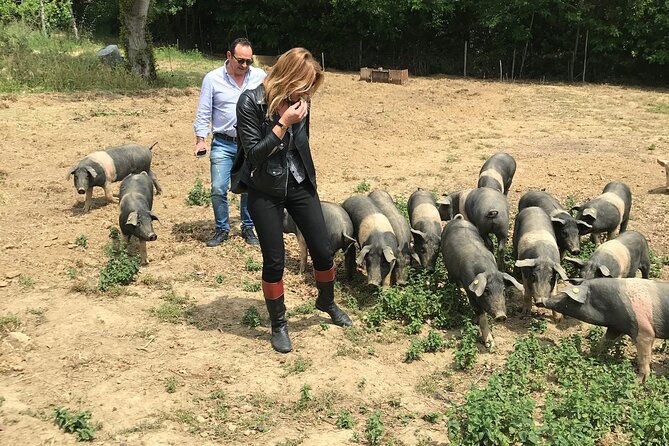 visit-to-the-cinta-senese-farm-in-montepulciano