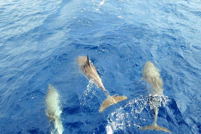 whale-and-dolphin-watching-yacht-trip-in-puerto-colon