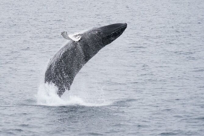 whale-watching-cruise-on-a-yacht-in-reykjavik