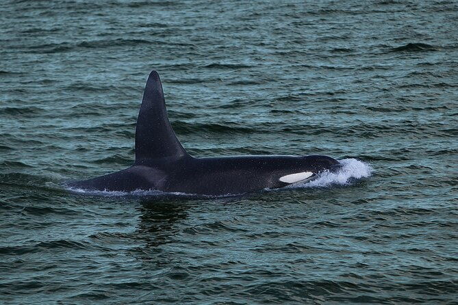 whale-watching-dolphin-yacht-cruise