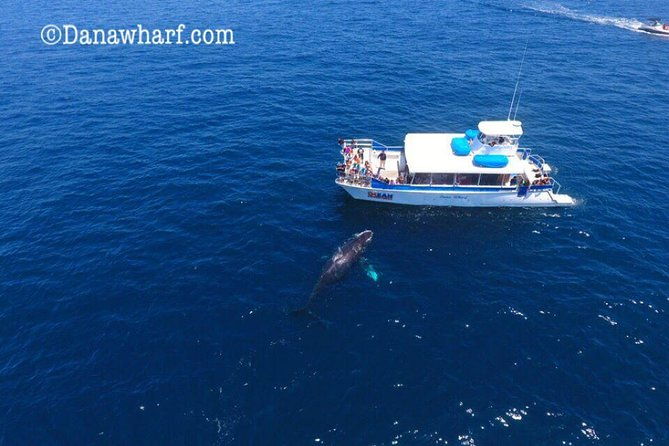 whale-watching-excursion-in-dana-point