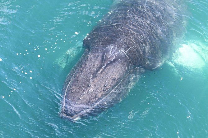 whale-watching-from-the-heart-of-akureyri