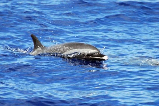 wild-dolphin-watching-and-snorkel-safari-off-west-coast-of-oahu