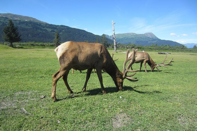 wildlife-and-glaciers-with-a-walk-in-the-rainforest