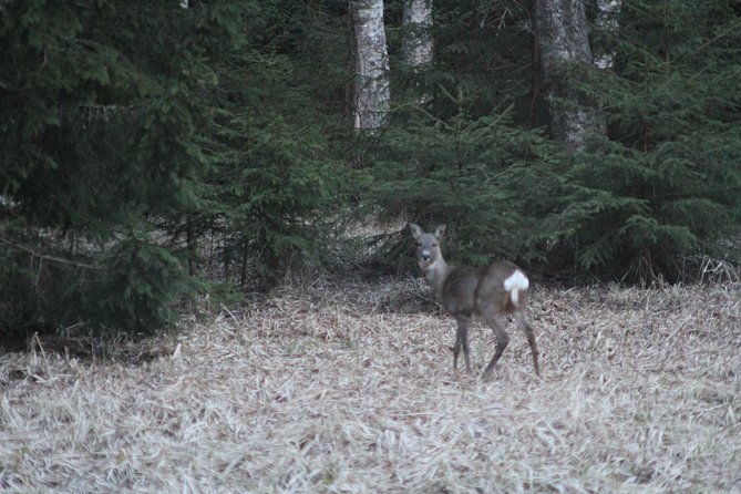 wildlife-safari-small-group-in-stockholm