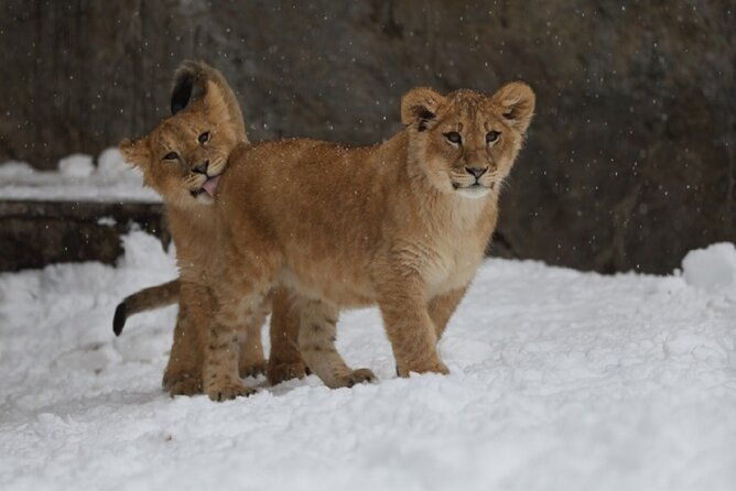 winter-asahiyama-zoo-and-blue-pond-aoi-ike-1-day-bus-tour