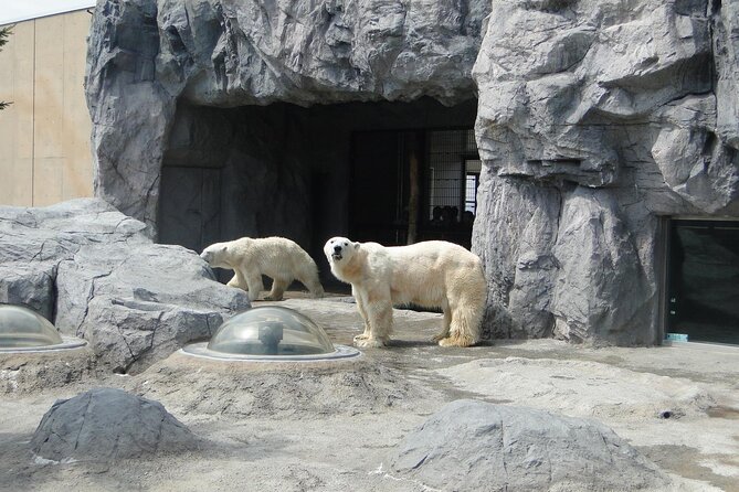 winter-in-hokkaido-visit-asahiyama-zoo-the-frozen-ice-sea-and-sunset-cruise