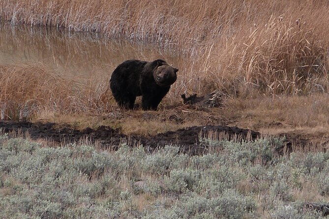 yellowstone-lower-loop-full-day-tour