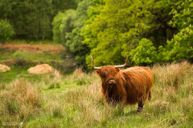1-day-loch-ness-discovery-tour-from-glasgow