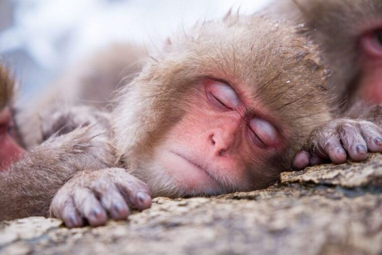 1-day-tour-snow-monkeys-snow-fun-in-shiga-kogen