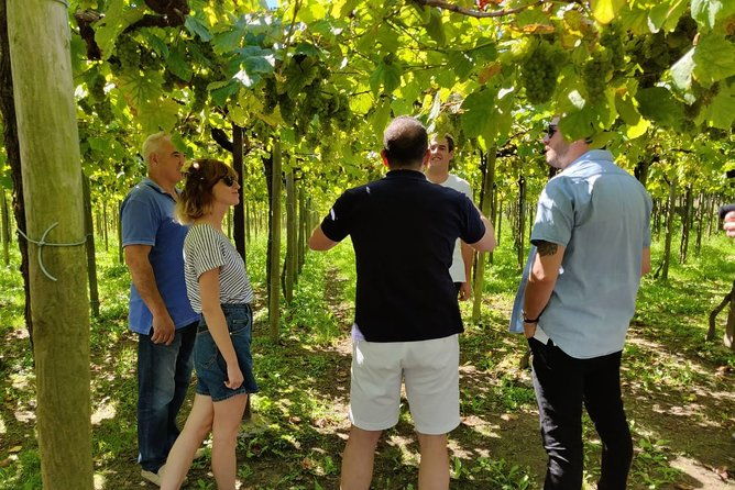 basque-cheese-and-txakoli-wine-private-gastronomic-adventure