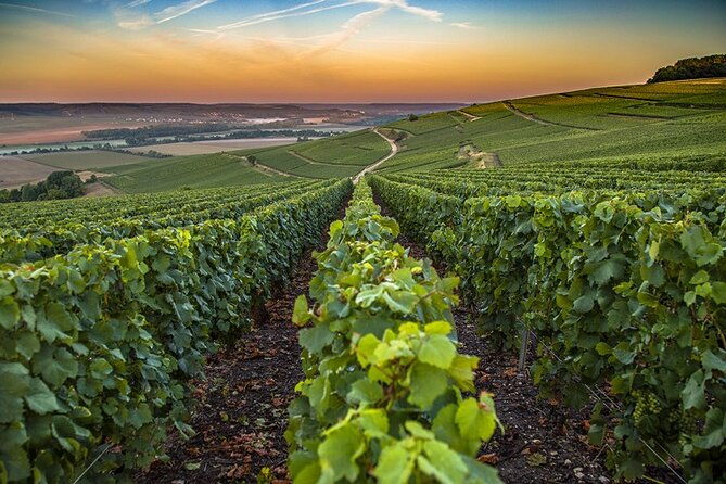 champagne-day-trip-from-reims-including-7-champagne-tastings