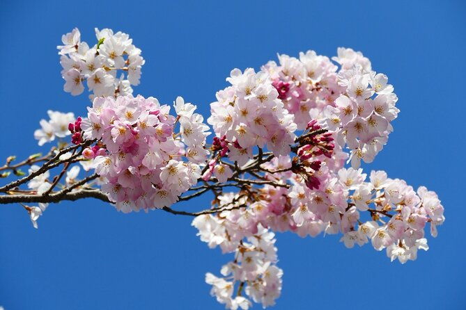 cherry-blossom-private-tour