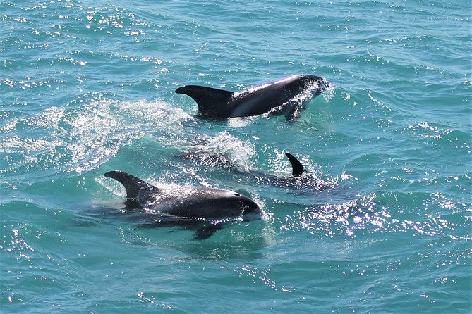 deluxe-whale-watching-and-whales-of-iceland-exhibition-combo-from-reykjavik