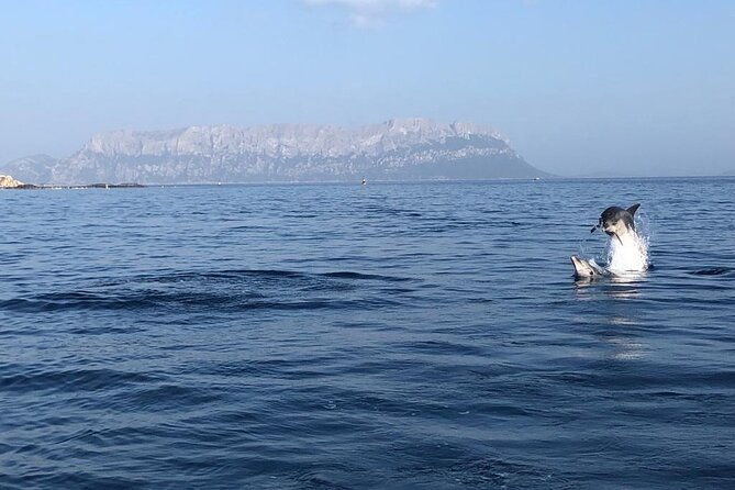dolphin-watching-and-snorkeling-in-figarolo-in-sardinia