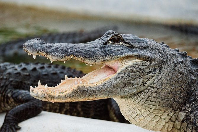 everglades-vip-airboat-tour-with-transportation-included