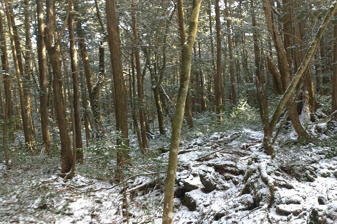 exploring-mt-fuji-ice-cave-and-sea-of-trees-forest