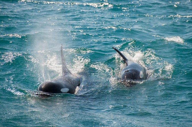 full-day-kenai-fjords-national-park-cruise