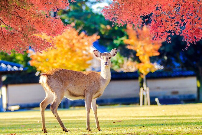 full-daytour-in-osaka-nara-todaiji-temple-and-uji-matcha