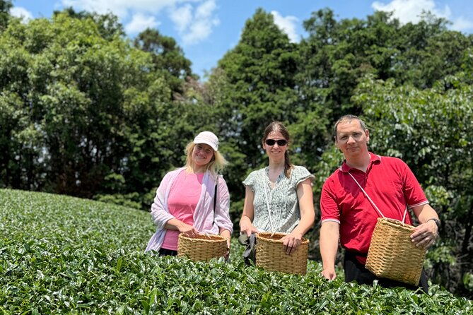 half-day-nara-and-matcha-farm-private-van-tour