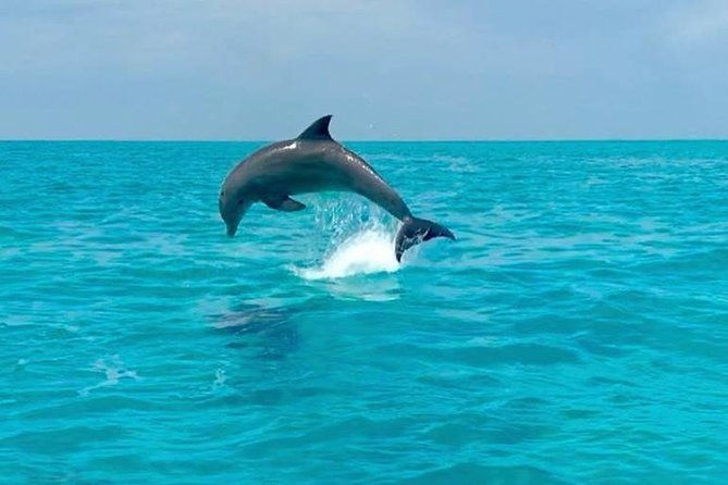 key-west-dolphin-watch-and-snorkel-tour-eco-adventure