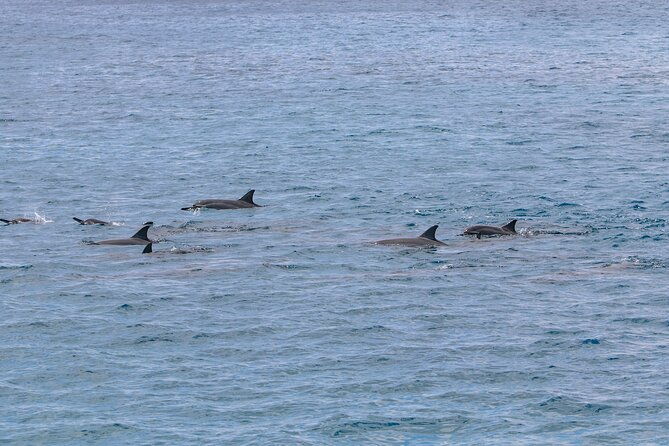 kona-coastline-escape-sail-with-dolphins-turtles-on-honi-olani