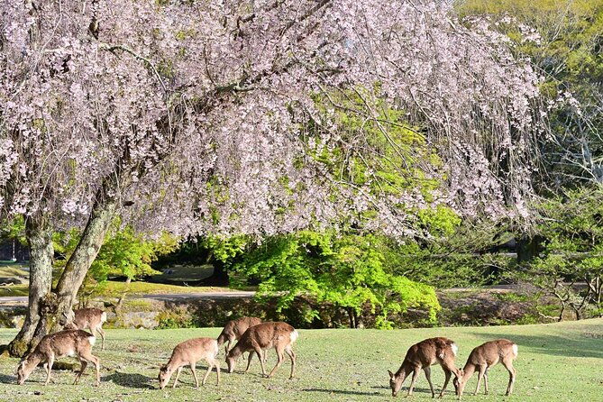 kyoto-nara-day-tour-golden-pavilion-fushimi-inari-deer-park
