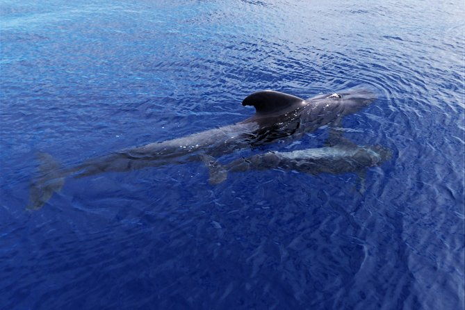 los-gigantes-whale-watching-charter-by-sail-boat