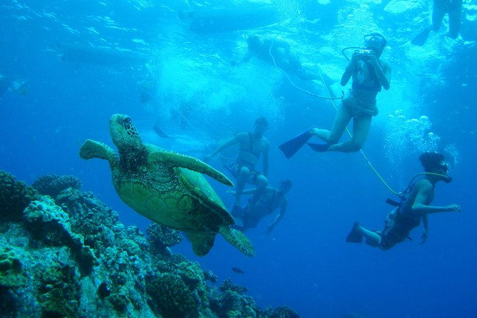 maui-snorkeling-molokini-crater-and-turtle-town